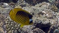 Chaetodon fasciatus