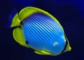 Chaetodon melannotus in  aquarium Royalty Free Stock Photo