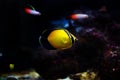 The Arabian Butterfly fish - Chaetodon melapterus Royalty Free Stock Photo