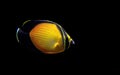 The Arabian Butterfly fish - Chaetodon melapterus Royalty Free Stock Photo