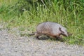 Chaetophractus villosus, cute and funny armadillo running over gravel.