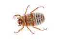 Chafer Royalty Free Stock Photo