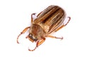 Chafer Royalty Free Stock Photo