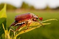 Chafer Royalty Free Stock Photo