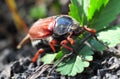 Chafer Royalty Free Stock Photo
