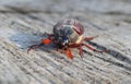 Chafer Royalty Free Stock Photo