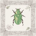 Chafer beetle drawing