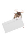 chafer beetle with mail envelope isolated on white Royalty Free Stock Photo
