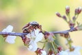 Chafer beetle sits on the flowers of Apple tree Royalty Free Stock Photo