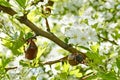 Chafer beetles on flowering hawthorn tree