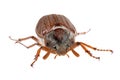 Chafer crawls forward Royalty Free Stock Photo