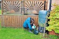 Preparing Nematodes to eliminate Chafer grubs in a Doncaster garden. Royalty Free Stock Photo