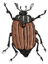 Chafer