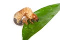 Chafer larva Royalty Free Stock Photo