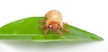 Chafer larva on green leaf