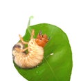 Chafer larva on green leaf Royalty Free Stock Photo