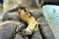 Chafer Larva Phyllophaga