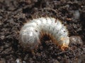 Chafer Larva (Phyllophaga)