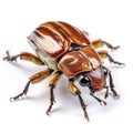 Chafer may beetle closeup isolated on white, macro of a living insect. AI generated