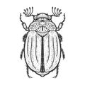 Chafer may bug Melolontha sketch vector