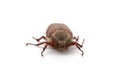 Chafer - plant pest, photographed frontally on a white background