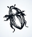 Chafer. Vector drawing of a big beetle