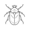 Chafer. Vector illustration in graphic style isolated on white background.