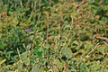 Chaff-flower or prickly chaff flower;common broadleave weed Royalty Free Stock Photo