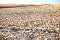 Chaff and stubble in a harvested corn field Royalty Free Stock Photo