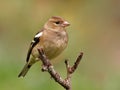 Chaffinch