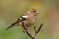 Chaffinch