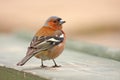 Chaffinch