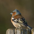 Chaffinch Royalty Free Stock Photo