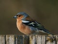 Chaffinch