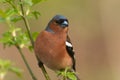 Chaffinch