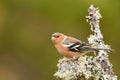 Chaffinch