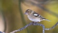 Chaffinch Royalty Free Stock Photo