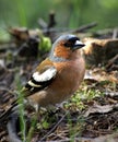 Chaffinch