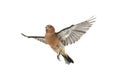Chaffinch Royalty Free Stock Photo