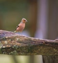 Chaffinch