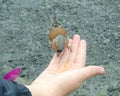 Chaffinch being hand fed