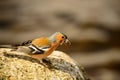 Chaffinch