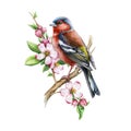 Chaffinch bird with pink apple tree flowers. Watercolor illustration. Hand drawn floral nature image. Chaffinch bird Royalty Free Stock Photo