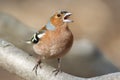 Chaffinch bird singing