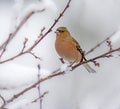 Chaffinch bird sitting on a snow covered tree
