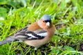 Chaffinch bird, songbird of the Finch family. Royalty Free Stock Photo