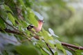 Chaffinch bird on a tree branch outdoors Royalty Free Stock Photo