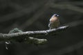 Chaffinch on a branch Royalty Free Stock Photo