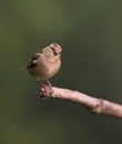 Chaffinch on branch Royalty Free Stock Photo