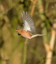 Chaffinch Royalty Free Stock Photo